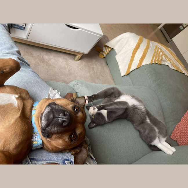 Photo of 🎀🪿Goose🪿🎀