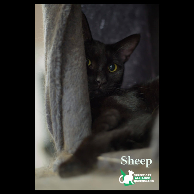 Photo of Sheep