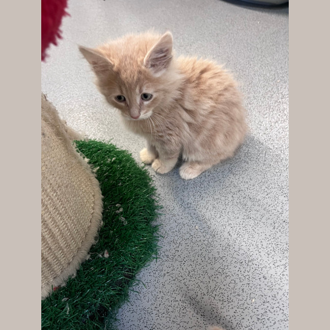 Photo of Pasha