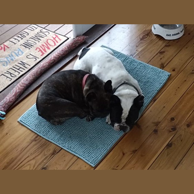 Photo of Archie & Marley   7 Year Old French Bulldog