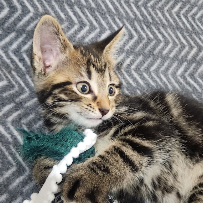 Photo of Nala