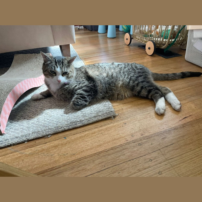 Photo of Ducky & Mocha