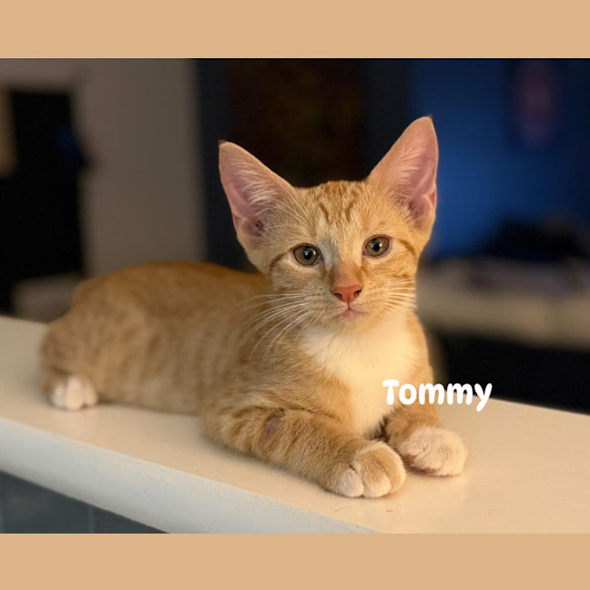 Photo of Tommy