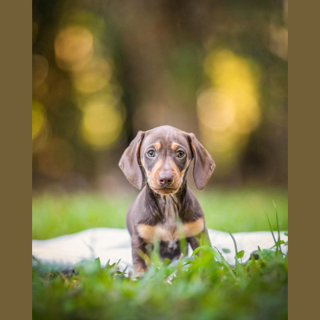 Photo of Bodhi