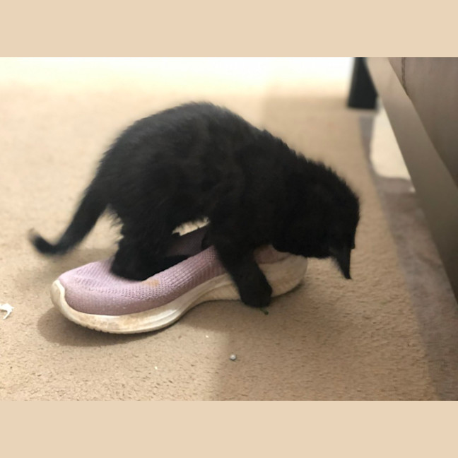 Photo of Kyle   2 Month Old Domestic Short Hair (Trial)