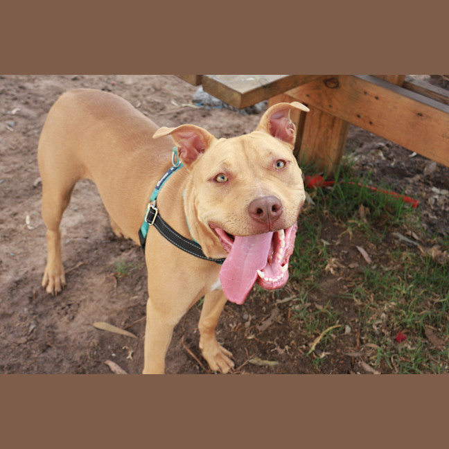 Photo of Coco