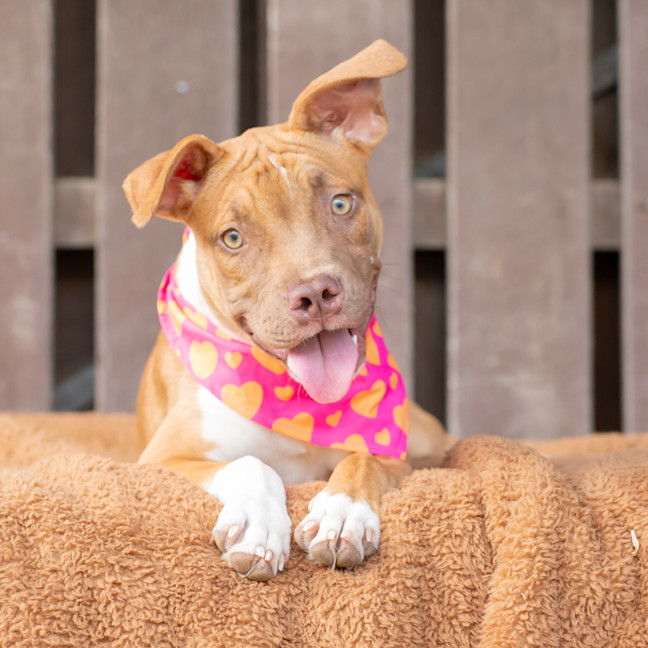 Photo of Buttercup (Previously Carrie)