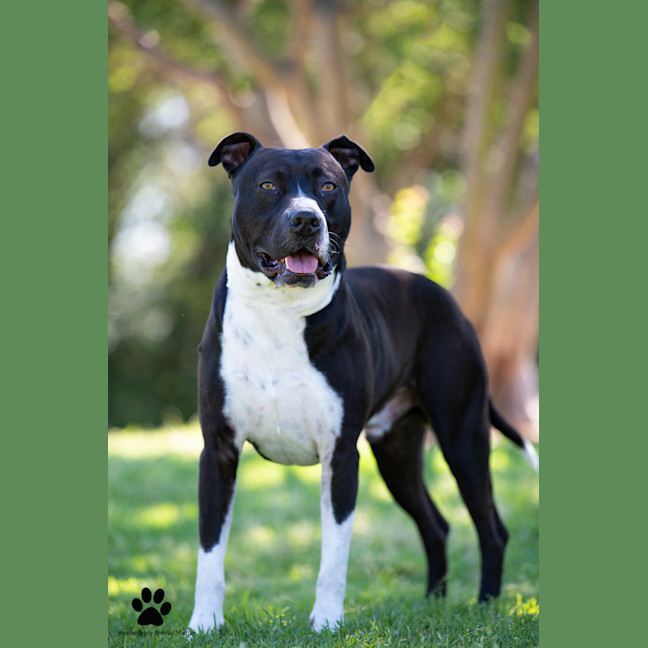 Photo of Tyson