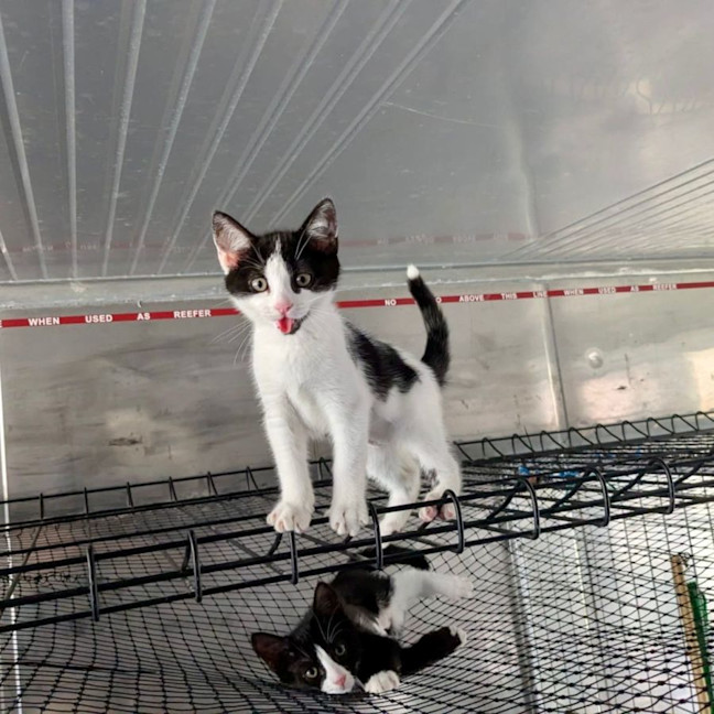 Photo of Jersey Girl