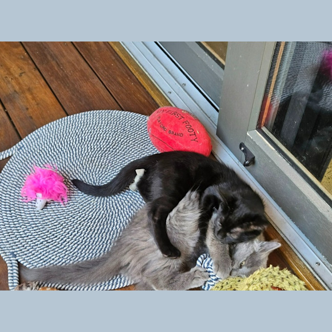 Photo of Buddy ** 2nd Chance Cat Rescue **