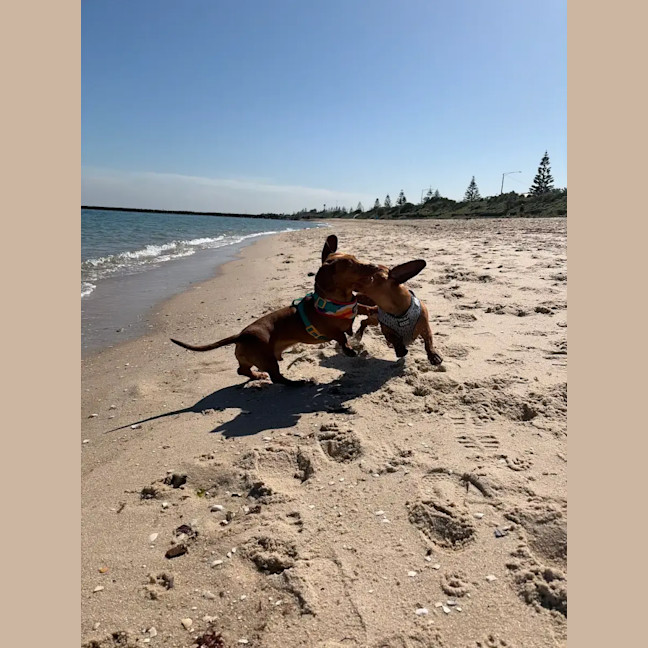 Photo of Duke And Mack