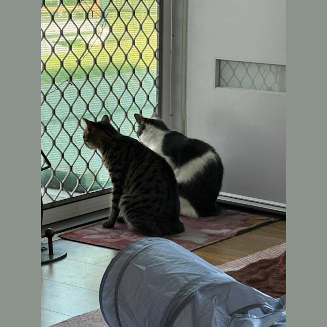 Photo of Taffy & Tiggy 