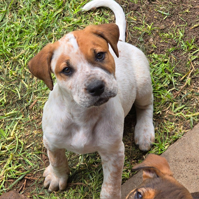 Photo of Finn The Human