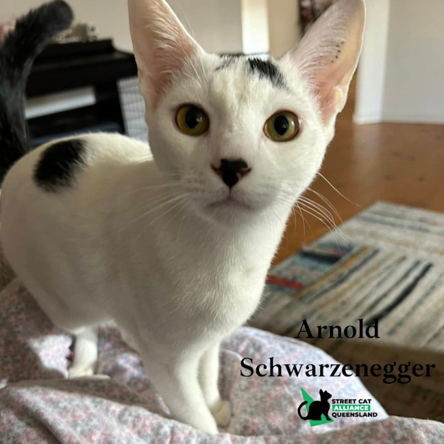 Photo of Arnold Schwarzenegger