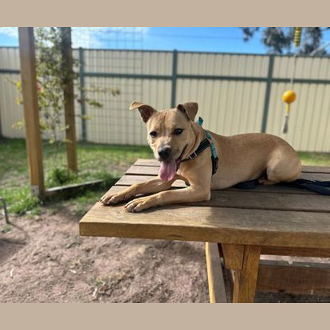 Photo of Calypso