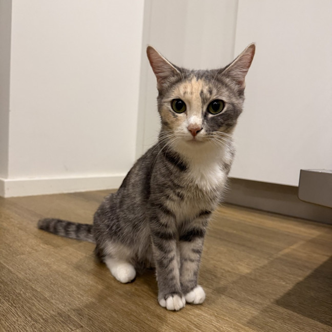 Photo of Lady