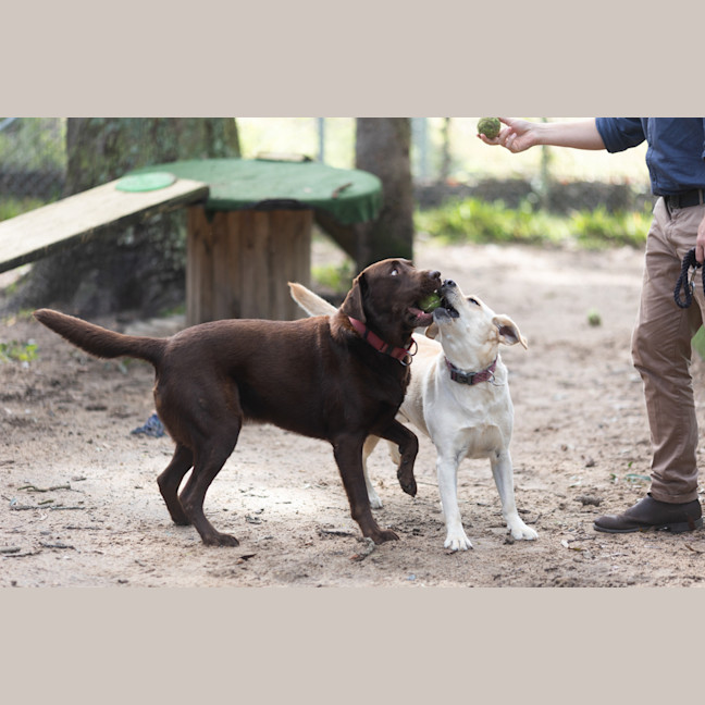 Photo of Cadbury