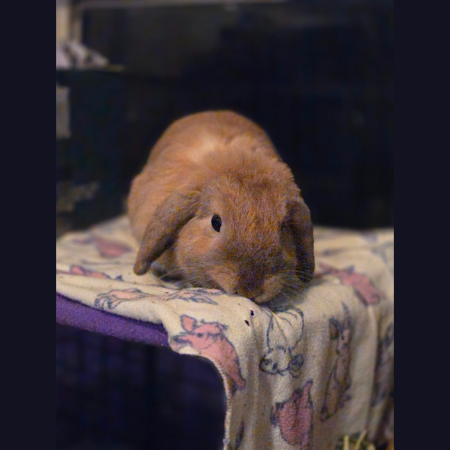 Photo of Bunbuns