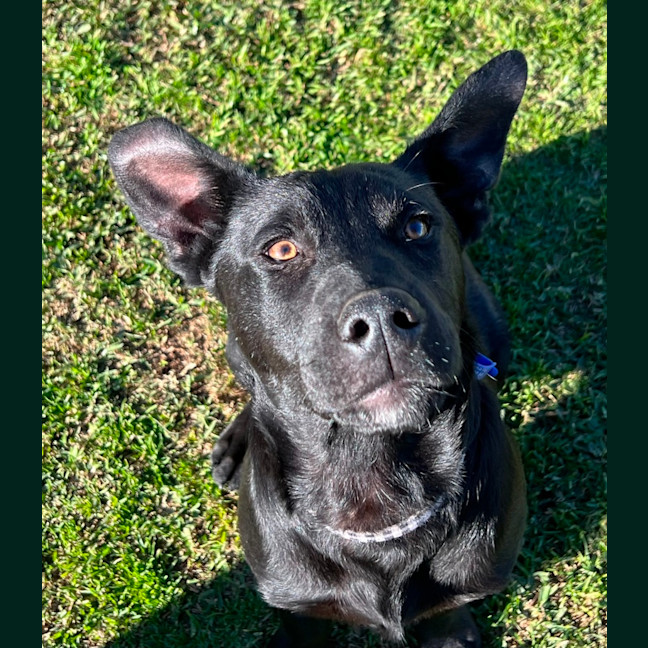 Photo of Prince Harry   5 Month Old Kelpie X