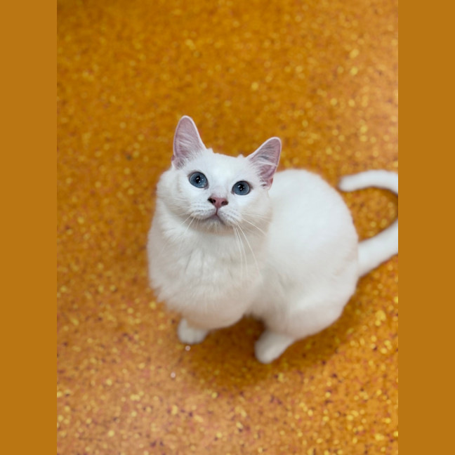 Photo of Marshmallow