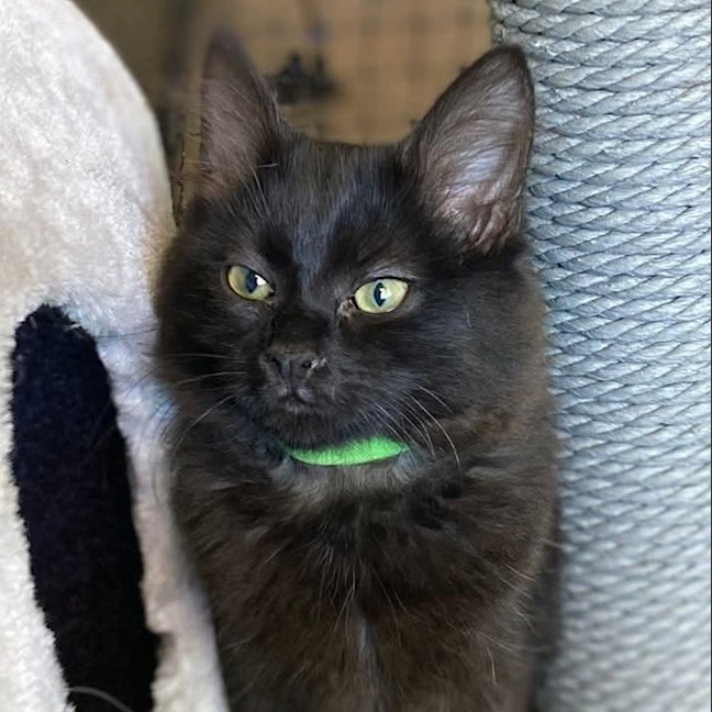 Photo of Gala