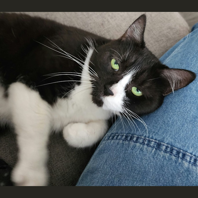 Photo of Dusty   In Foster Care In Ardeer
