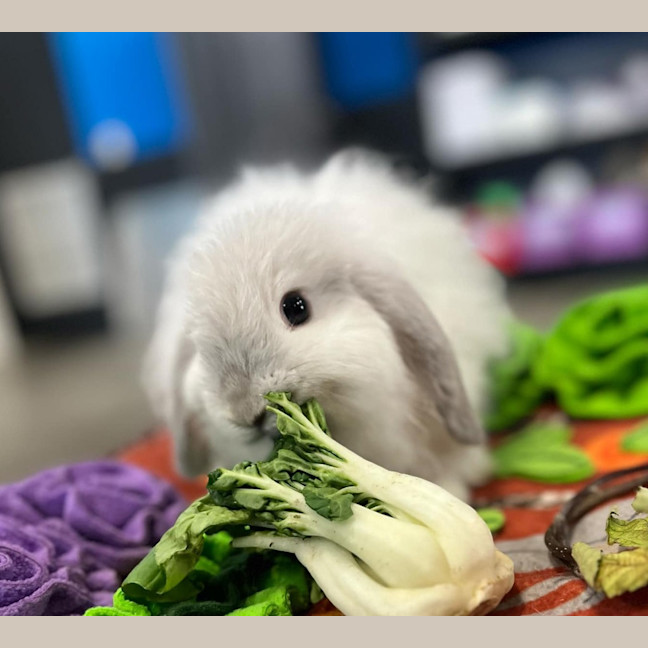 Photo of Merry