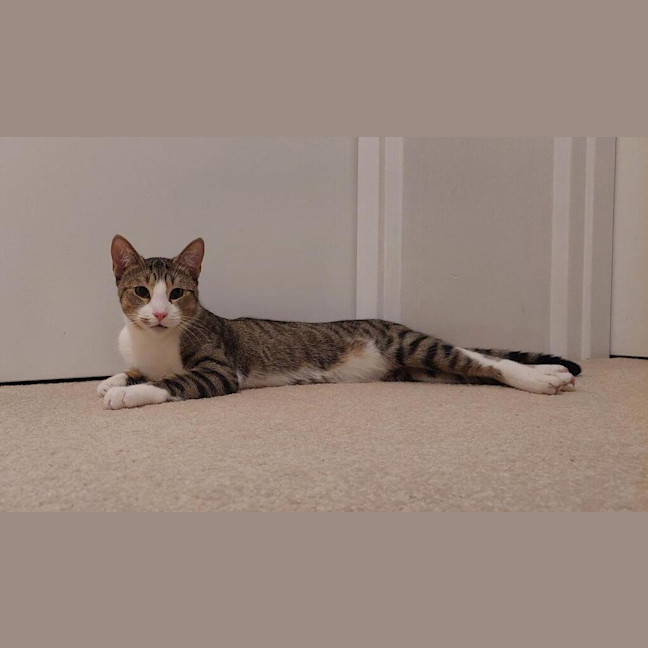 Photo of Henry
