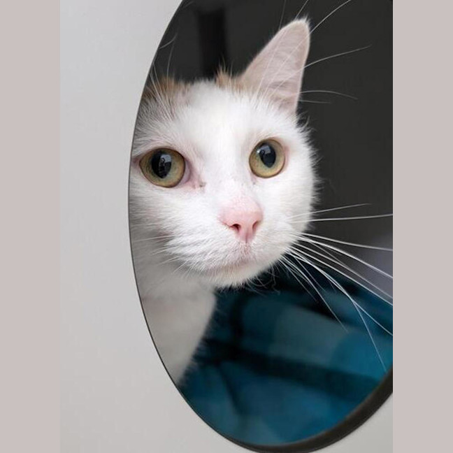 Photo of Tigger