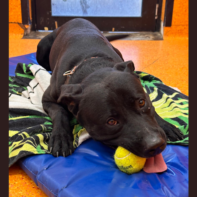 Photo of Buster