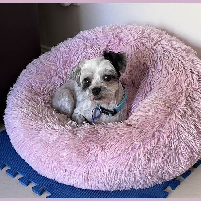 Photo of Bobby 🐼 Maltese X Shih Tzu