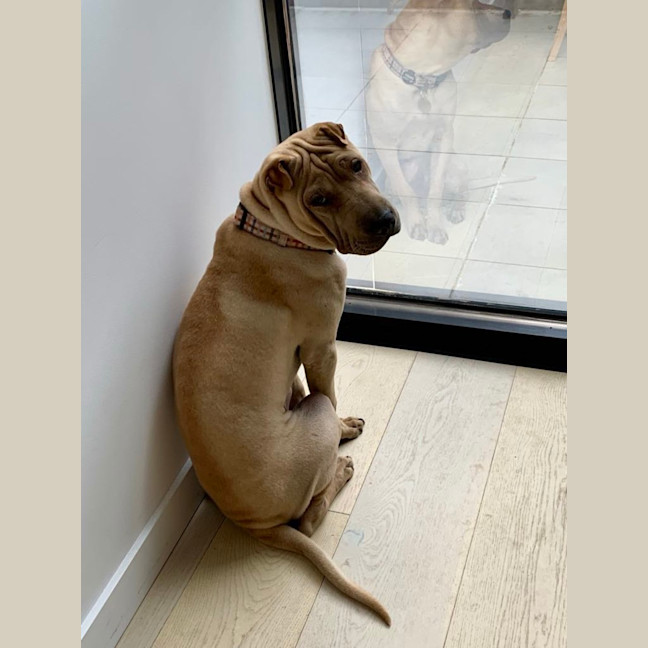 Photo of Choc Honeycomb 🍯 