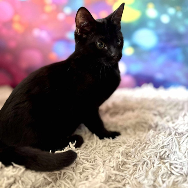 Photo of Valentino   Located In Templestowe