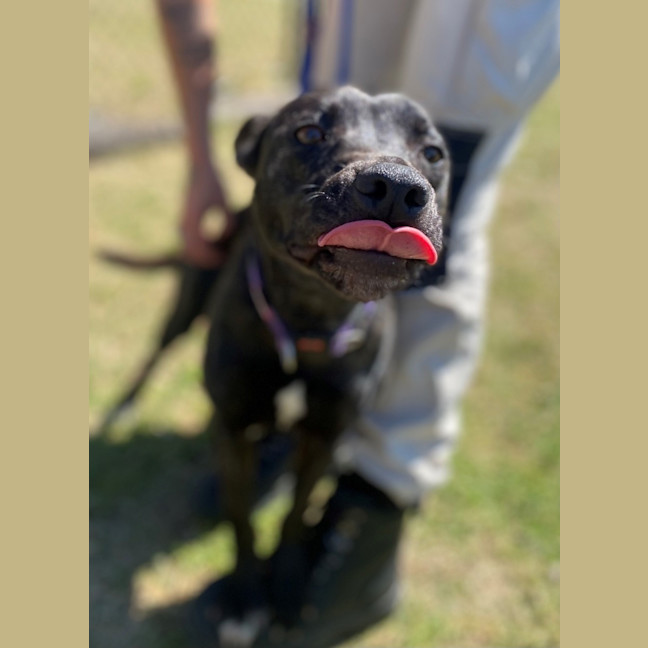 Photo of Miss Bambi (4286)