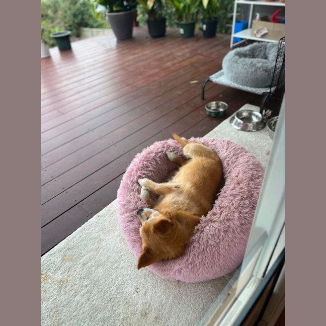 Photo of Max
