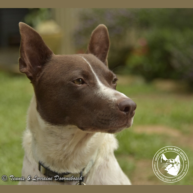 Photo of Koda