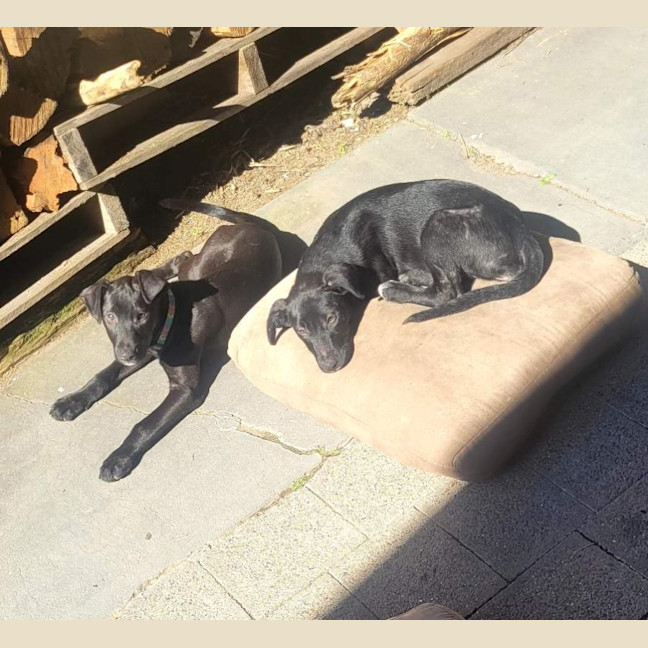 Photo of Macey   12 Week Old Wolfhound X