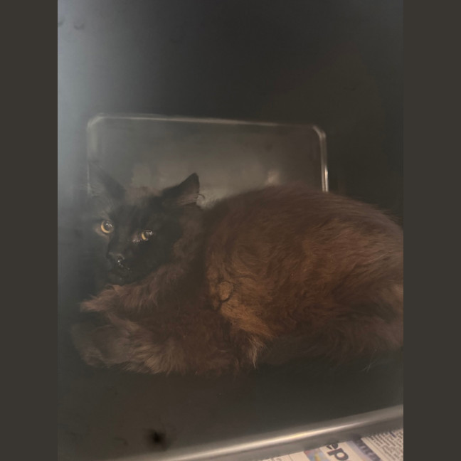 Photo of Nox