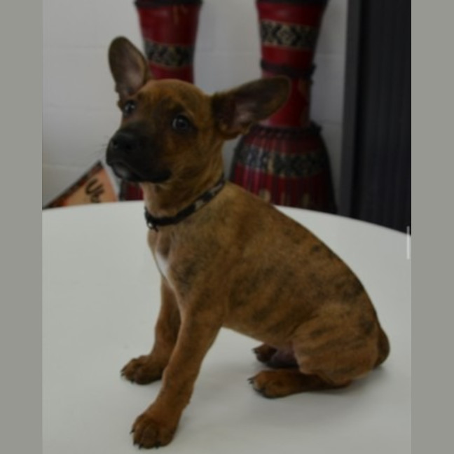 Photo of Pretzel