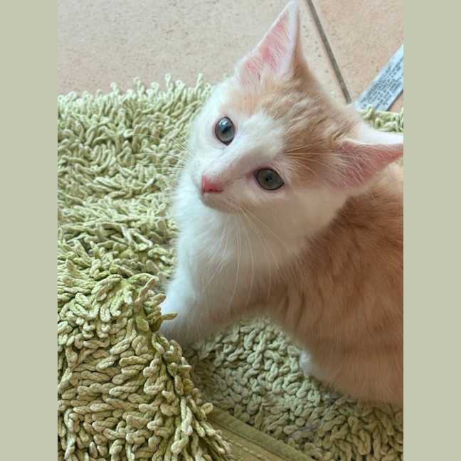 Photo of Cruz 🐯💙🐾