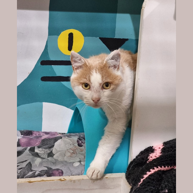 Photo of Harvey