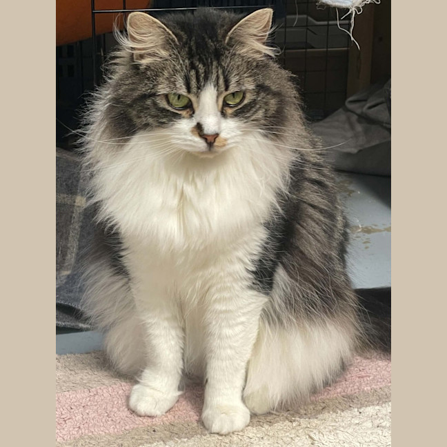 Photo of Hissy Missy Maggy May ** 2nd Chance Cat Rescue**
