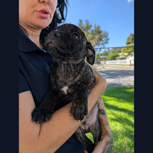 Photo of Soot (Toad)