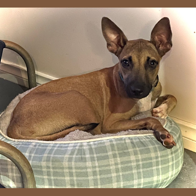 Photo of Buddy