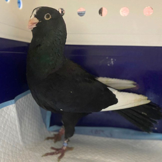 Photo of Twilight Majesty