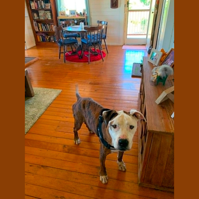 Photo of Toby