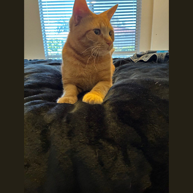 Photo of Gizmo