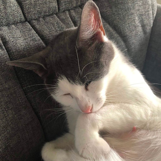Photo of Gracie