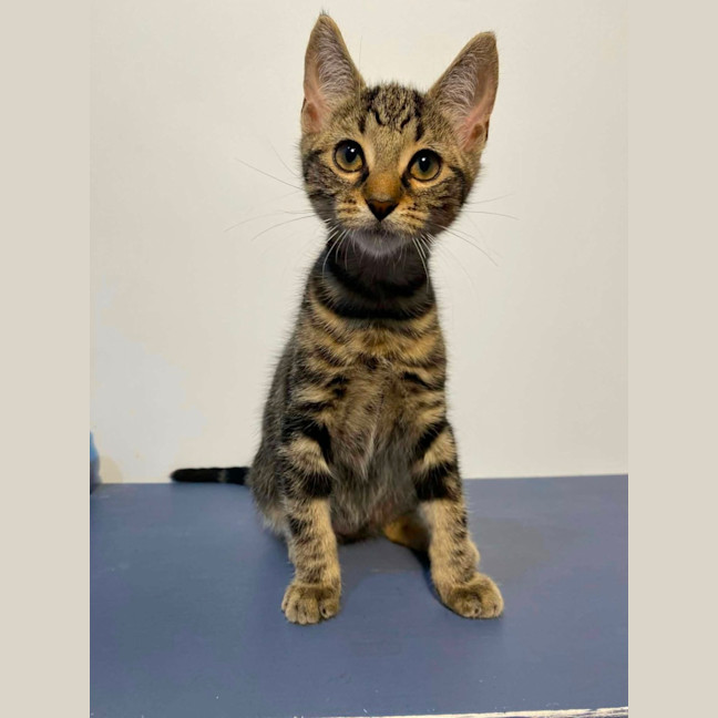 Photo of Phoenix