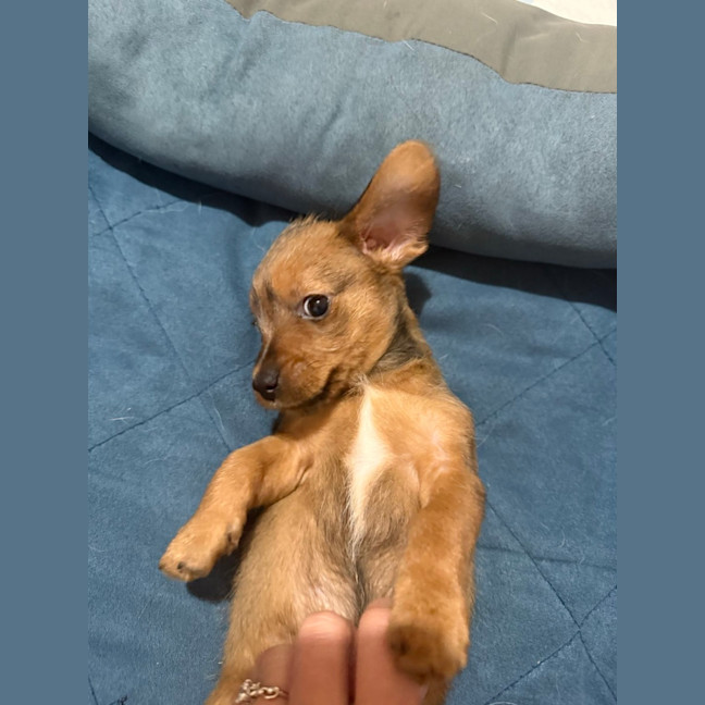 Photo of Brownie